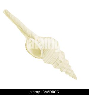 The white conch shell of the strombus clam. Watercolor illustration. A long spiral seashell in beige tones, isolated on a white background. for marine Stock Photo