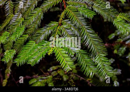 Coast Redwood, Sequoia sempervirens, needles in Jedediah Redwoods State Park, Redwood National Park, California, USA Stock Photo