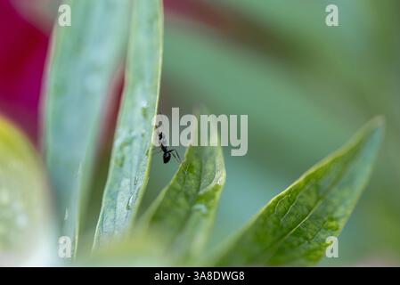 Raindrops on flowers . ant on a green leaf of the peony. paeony is any flowering plant in the genus Paeonia, the only genus in the family Paeoniaceae. Stock Photo