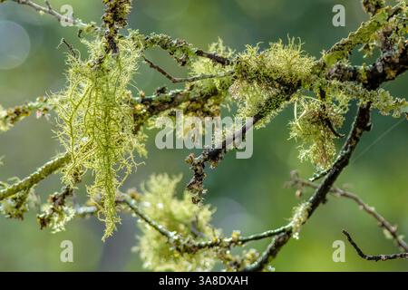 Cotoneaster twigs covered in lichen and with some spider webs illuminated by the morning sun, in a garden near the colonial town of Villa de Leyva. Stock Photo