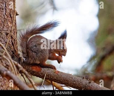 Red squirrel (Sciurus vulgaris) sitting on a spruce branch eating a cone in spring. Stock Photo