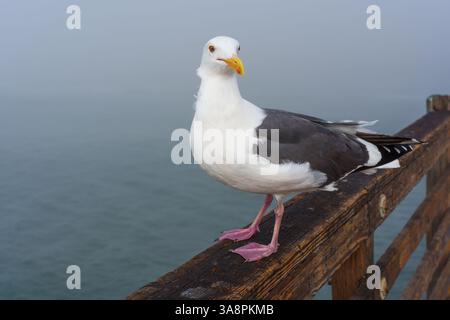 Close-up shot of a seagull resting on a wooden railing of a pier in foggy Oceanside, California, with a serene ocean backdrop. Stock Photo