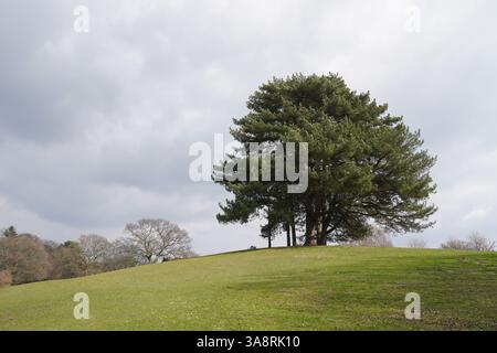 Open green parkland with evergreen tree on top on hill. Peaceful landscape in early spring Stock Photo