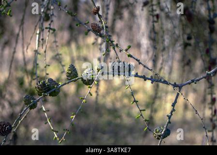 Larch branches with many young, green cones of different sizes. Short, fresh green needles are also visible on the branches. The background is blurred Stock Photo