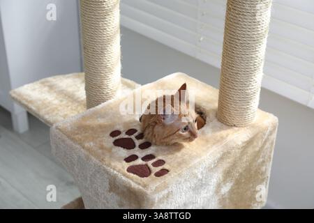 Cute cat hiding in house on pet tree at home Stock Photo