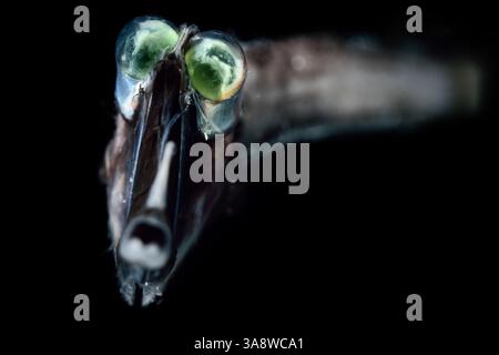 [captive] Deep Sea Threadtail (Stylephorus chordatus). This deep sea ...