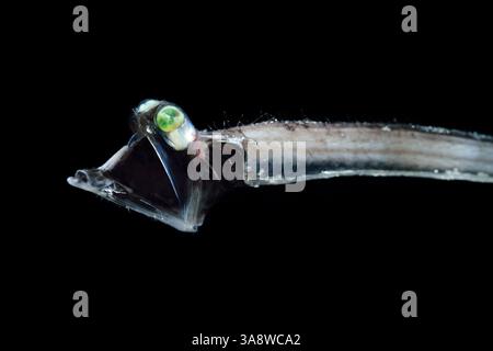 [captive] Deep Sea Threadtail (Stylephorus chordatus). This deep sea ...