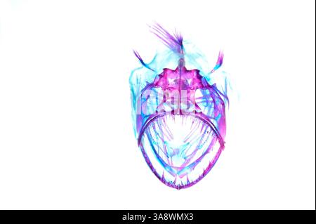 Deep-sea anglerfish, Johnson's Seadevil, (Melanocetus johnsonii) - Animal was cleared and stained, showing the cartilage in blue, bones in red Stock Photo