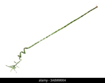 Beautiful green bamboo plant isolated on white Stock Photo