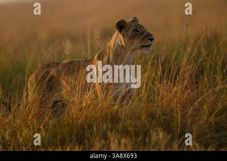 Lioness form the Rongai Lion Pride in the grassland of Masai Mara ...