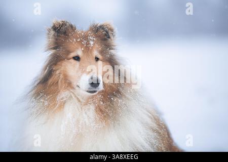 Long haired rough collie outside in winter snow Stock Photo