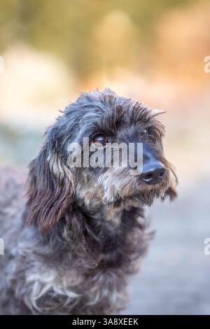 Portrait of a wired haired dachshund outside, adorable brown dog Stock Photo