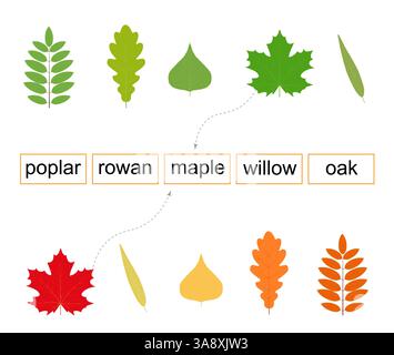 Activity for children. 5 different types of leaves names. Vector illustration. Flat design. Stock Vector
