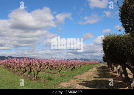 Pink fruit trees in blossom surrounded by dark green olive trees in Spain Stock Photo