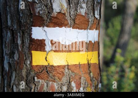 Yellow and white trail marker freshly painted on a cut into a pine tree in Spain which indicates a short-distance trail known as Pequenos Recorridos Stock Photo