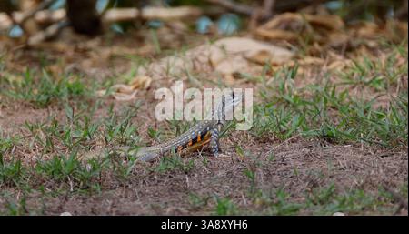 Butterfly agama lizard on grassy ground, natural wildlife scene, dry Stock Photo