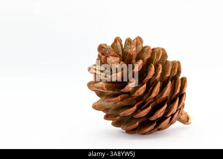 Pine cone on white background as Christmas decoration Stock Photo