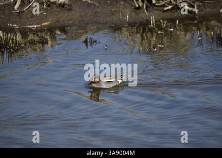 Male Eurasian Teal (Anas crecca) Swimming Left Side-on Towards Camera, on a Lake in Wales, UK in Spring, Blue Sky Reflected in Water, against Bank Stock Photo