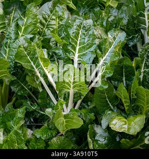 Swiss Chard (Beta vulgaris subsp. vulgaris), growing in garden; AKA: silver beet, perpetual spinach, beet spinach, seakale beet, and leaf beet Stock Photo