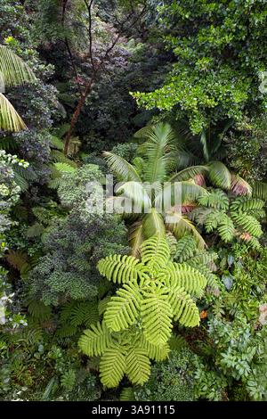 Rainforest canopy, seen from the Rainforest Aerial Tram, Dominica, West Indies Stock Photo
