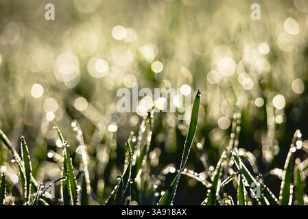 Dew on grass in the morning Stock Photo