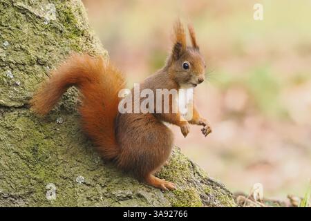 Squirrel (Sciurus vulgaris) sitting attentively on a tree trunk in an autumn forest, Hesse, Germany, Europe Stock Photo