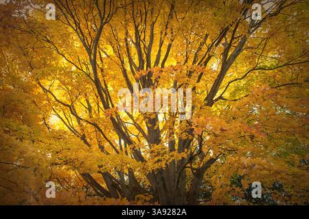Autumn Sugar Maple in Vermont. Stock Photo