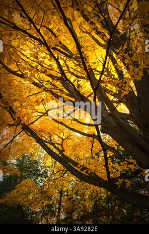Autumn Sugar Maple In Vermont. Stock Photo