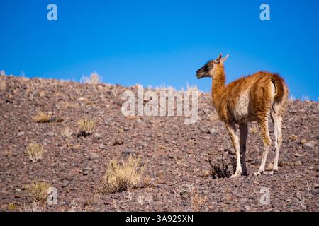 Majestic Guanaco in the Atacama Desert Chile Surrounded by Barren Land Rocky Terrain and Endless Horizons Under the Harsh Sun of South America Stock Photo