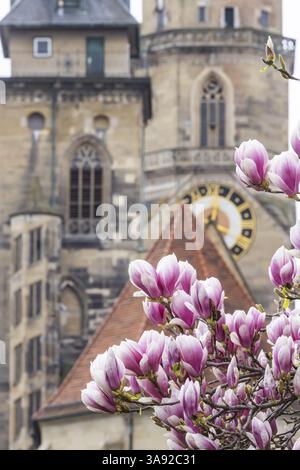 Magnolia blossom in Stuttgart. Magnolias (Magnolia) bloom in spring on Schlossplatz in front of the two towers of the historic collegiate church. Stut Stock Photo