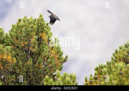 Nutcracker (Nucifraga caryocatactes) flying between the branches of the Swiss stone pine, Aletsch Forest, Valais, Switzerland, Europe Stock Photo
