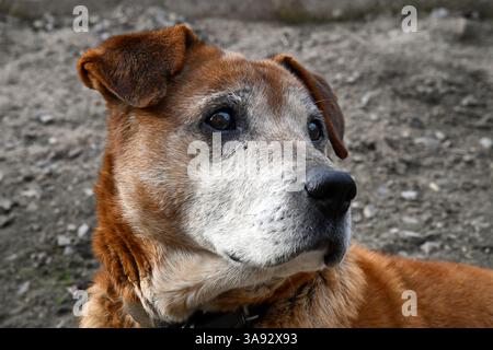 Adorable welsh springer spaniel dog breed in evening. Stock Photo