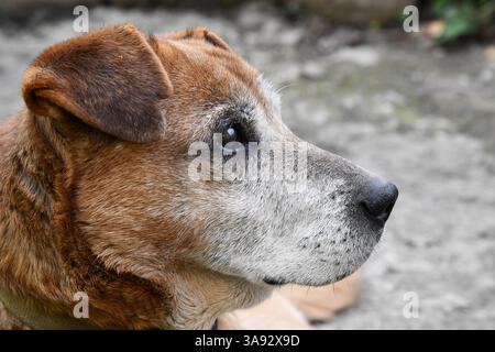 Adorable welsh springer spaniel dog breed in evening. Stock Photo