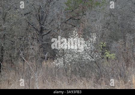 Wild Plum, Prunus sp., blooming in spring woods Stock Photo