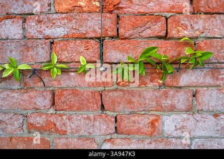 Old red brick background at natural light Stock Photo