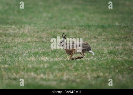 Bunny Lepus europaeus aka european brown hare is running on the field. Motion study picture. Very expanded hare in Czech republic. Cloudy evening. Stock Photo