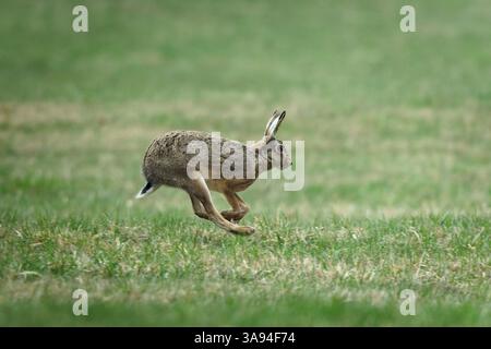 Bunny Lepus europaeus aka european brown hare is running on the field. Motion study picture. Very expanded hare in Czech republic. Cloudy evening. Stock Photo