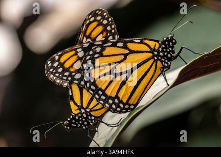 Two Monarch, butterflies, Danaus plexippus, mating Stock Photo