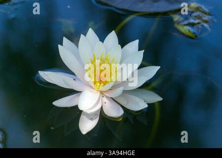 water-lily floating on a pond in Summer Stock Photo