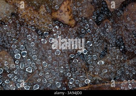 Funnel Web, Family Agelenidae, after rain Stock Photo