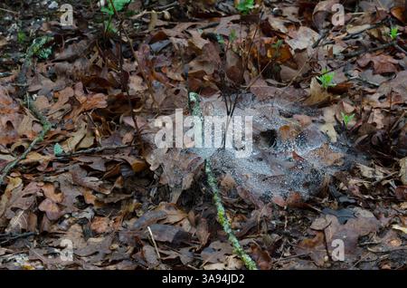 Funnel Web, Family Agelenidae, after rain Stock Photo