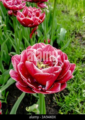 Close-up of blooming red fringed tulip with water drops on petals in a spring garden Stock Photo
