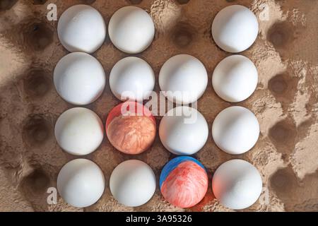 Top view of painted Easter eggs with white eggs lined up in a cardboard box. Stock Photo