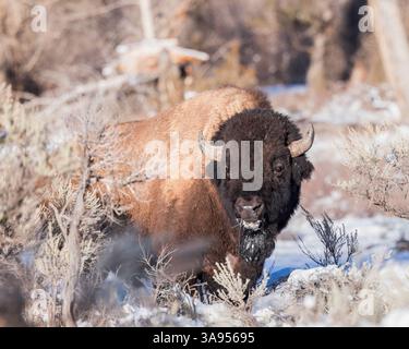 A bison grazes in Wyoming's winter landscape. Stock Photo
