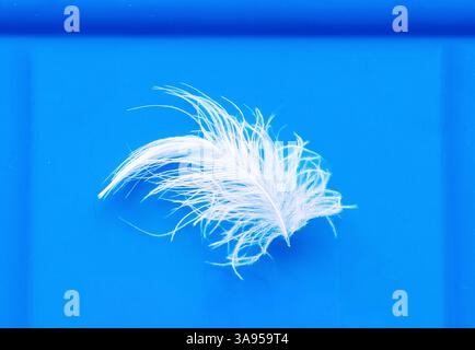 Detail of white fluffy feather isolated on blue background Stock Photo