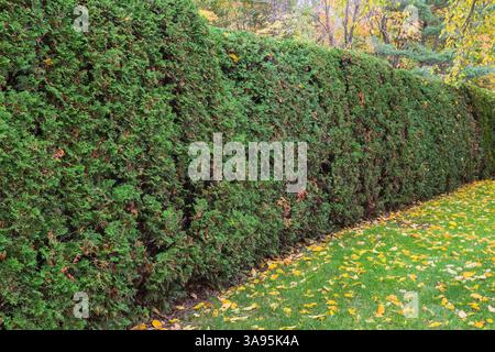 Thuja occidentalis - White Cedar tree hedge in autumn. Stock Photo