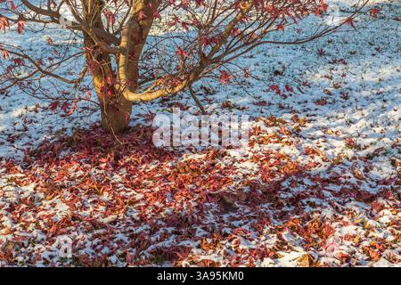 Acer palmatum - Japanese Maple tree with shedded leaves on snowy ground in late autumn. Stock Photo