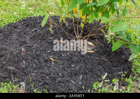 Newly planted Hydrangea paniculata 'Fire Light' shrub protected with black mulch in summer. Stock Photo