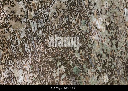 Green Bryophyta - Moss and Lichen growing on grey and tan nuanced granite rock surface in summer. Stock Photo