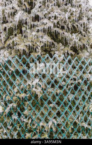 Thuja occidentalis - White Cedar tree wrapped with protective green plastic mesh snow fence to prevent branches from breaking from heavy snow and ice. Stock Photo
